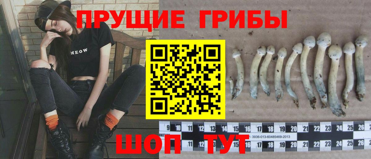 Псилоцибиновые грибы GOLDEN TEACHER  Галлюциногенные грибы Cubensis  купить закладку  Алатырь  Вход с VPN 